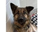 Adopt Luna a German Shepherd Dog / Mixed dog in Golden, CO (37163325)