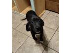 Adopt Baby Girl a Black - with White Great Dane / Mixed dog in Visalia