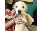 Adopt 230119K112 - Sookie a White - with Tan, Yellow or Fawn Mixed Breed