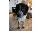 Adopt Panda a Black - with White Great Pyrenees / Collie / Mixed dog in
