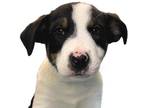 Adopt Sodapop a Black Border Collie / Mixed dog in Reno, NV (37138570)