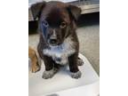 Adopt Pup 1 a Border Collie / German Shepherd Dog / Mixed dog in Fort St.