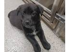 Adopt Pup 2 a Border Collie / German Shepherd Dog / Mixed dog in Fort St.