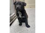 Adopt Pup 4 a Border Collie / German Shepherd Dog / Mixed dog in Fort St.