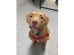 Adopt Tempest a Brown/Chocolate American Pit Bull Terrier / Mixed dog in Niagara