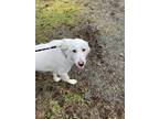 Adopt Sophie a Great Pyrenees / Mixed dog in Burnaby, BC (37162326)