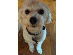 Adopt Luna a White Bichon Frise / Poodle (Miniature) / Mixed dog in Prairie