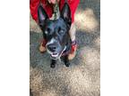 Adopt Oakley a Black - with White German Shepherd Dog / Terrier (Unknown Type