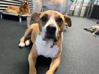 Adopt Lola a Tan/Yellow/Fawn - with White American Staffordshire Terrier / Mixed