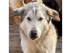 Adopt Balden a White Great Pyrenees dog in Vail, AZ (37161984)