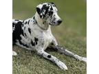 Adopt Harley a White - with Gray or Silver Great Dane / Mixed dog in Vail