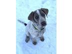 Adopt Bordeaux **Rescue Center** a Pointer / Bullmastiff dog in Littleton