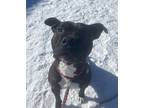Adopt Stallone a American Staffordshire Terrier / Mixed dog in Golden