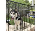 Adopt Luna a White - with Black Husky / Mixed dog in San Jose, CA (37037626)