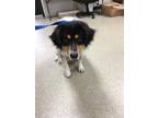 Adopt Costner a White Collie / Australian Shepherd / Mixed dog in Fort Worth