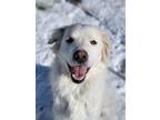 Adopt Draco a White - with Tan, Yellow or Fawn Great Pyrenees dog in Sedalia