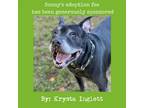 Adopt Tyson a Black American Staffordshire Terrier / Mixed dog in Lynchburg