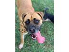Adopt Roxy a Tan/Yellow/Fawn Boxer / Mixed dog in Kennesaw, GA (37160801)