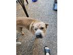 Adopt Charlie a Brown/Chocolate Shar Pei / Mixed dog in San Antonio