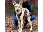 Adopt Nala a Black - with Tan, Yellow or Fawn German Shepherd Dog / Great