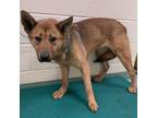 Adopt Mallory a Tan/Yellow/Fawn - with Black Mixed Breed (Medium) / Mixed dog in