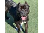 Adopt Nick a Black Mixed Breed (Medium) / Mixed dog in Memphis, TN (37160313)