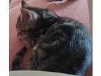 Adopt Scamper a Brown Tabby American Shorthair (short coat) cat in Muldrow