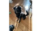 Adopt Otis a Black Papillon / Mixed dog in Seattle, WA (37159392)