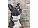 Adopt Azul a Black Siberian Husky / Labrador Retriever / Mixed dog in Niagara