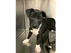 Adopt Gloss a Labrador Retriever / Mixed dog in Jonesboro, AR (37159309)