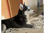 Adopt Hazel a Black - with White Husky / Mixed dog in Olympia, WA (37159235)