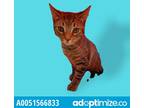 Adopt Larry a Brown Tabby Domestic Shorthair / Mixed cat in El Paso
