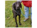 Adopt GOLIATH a Black Great Dane / Labrador Retriever / Mixed dog in Buckhannon