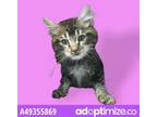 Adopt 49355869 a Brown Tabby Domestic Longhair / Mixed cat in El Paso