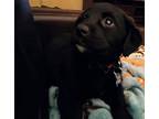 Sparky (hockey Mascots), Labrador Retriever For Adoption In New Albany, Ohio