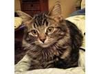 Annette, Maine Coon For Adoption In Lombard, Illinois