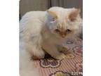 Snow, Himalayan For Adoption In Newmarket, Ontario