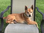 Adopt Lade - Needs Foster a Tan/Yellow/Fawn Shiba Inu dog in Gilbertsville