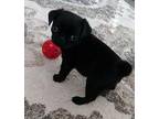 Black Pug Puppies For Sale Near Me