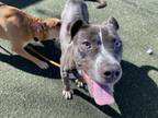 Adopt SUSHI a Pit Bull Terrier