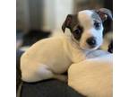 Adopt CUPID a Rat Terrier, Mixed Breed