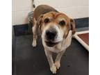 Adopt SKYLAR a Shar-Pei, Beagle