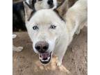 Adopt Jethro a White - with Tan, Yellow or Fawn Siberian Husky / Mixed dog in