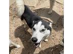 Adopt Meeko a Black Siberian Husky / Mixed dog in Eufaula, OK (34663166)