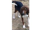 Adopt Homer a Tricolor (Tan/Brown & Black & White) Coonhound / Mixed dog in