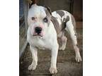 Adopt Handsome Toro a White - with Gray or Silver Mastiff / Shar Pei / Mixed dog