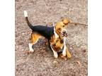 Adopt Finley a Beagle