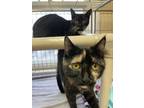 Adopt Tiff and Misty a Domestic Short Hair