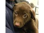Adopt Creme Brulee a Labrador Retriever, Beagle