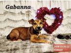 Adopt Gabanna a Pit Bull Terrier, Australian Shepherd